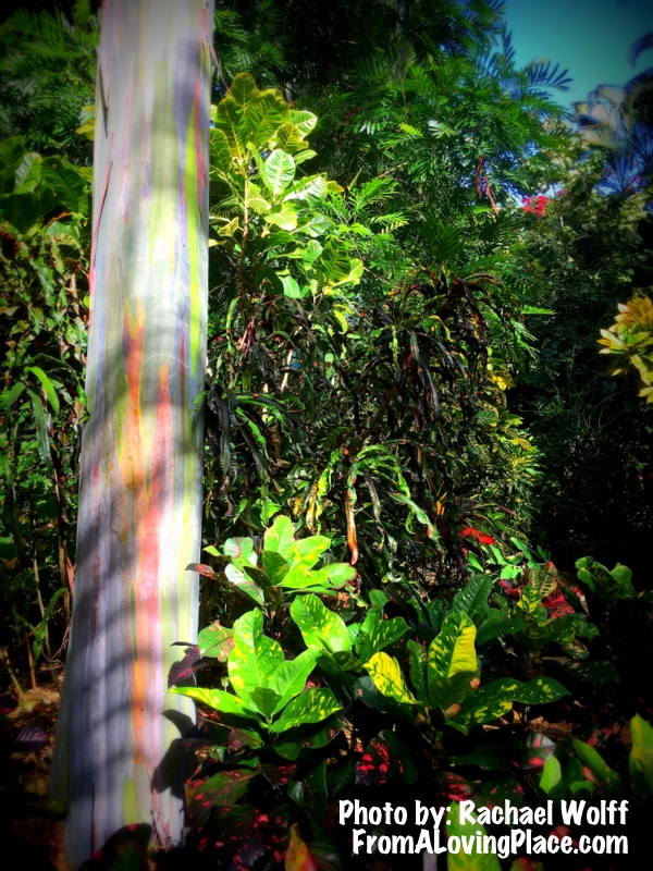 Lessons From Nature: Different is&nbsp;Beautiful