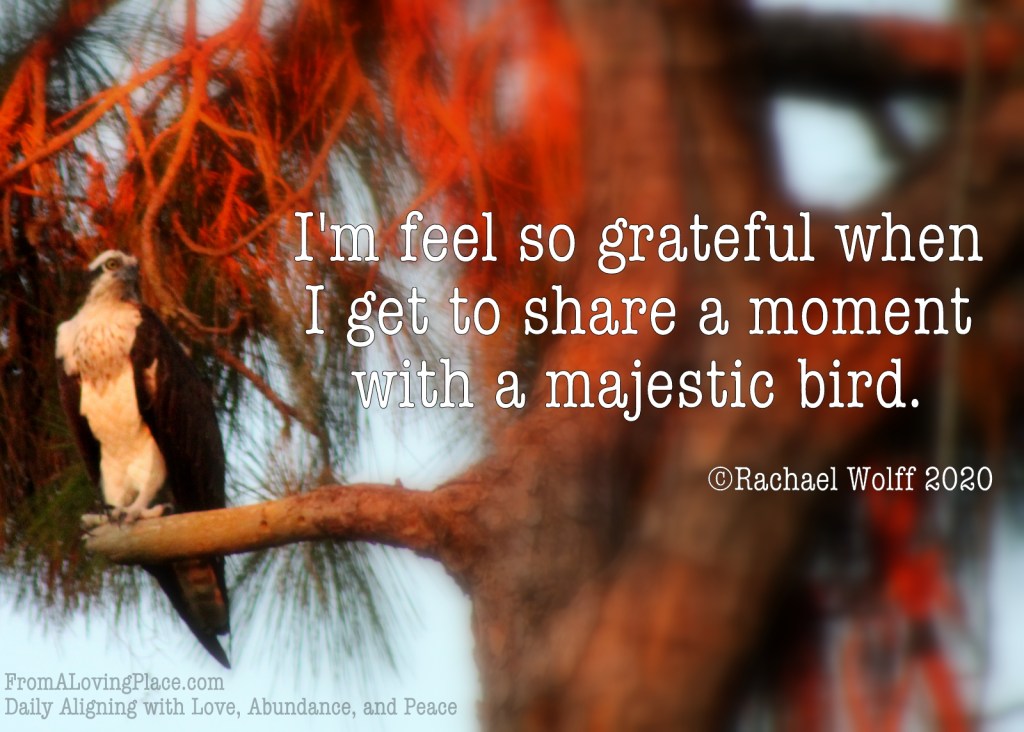 Daily Aligning with Love, Abundance, and Peace&nbsp;#31